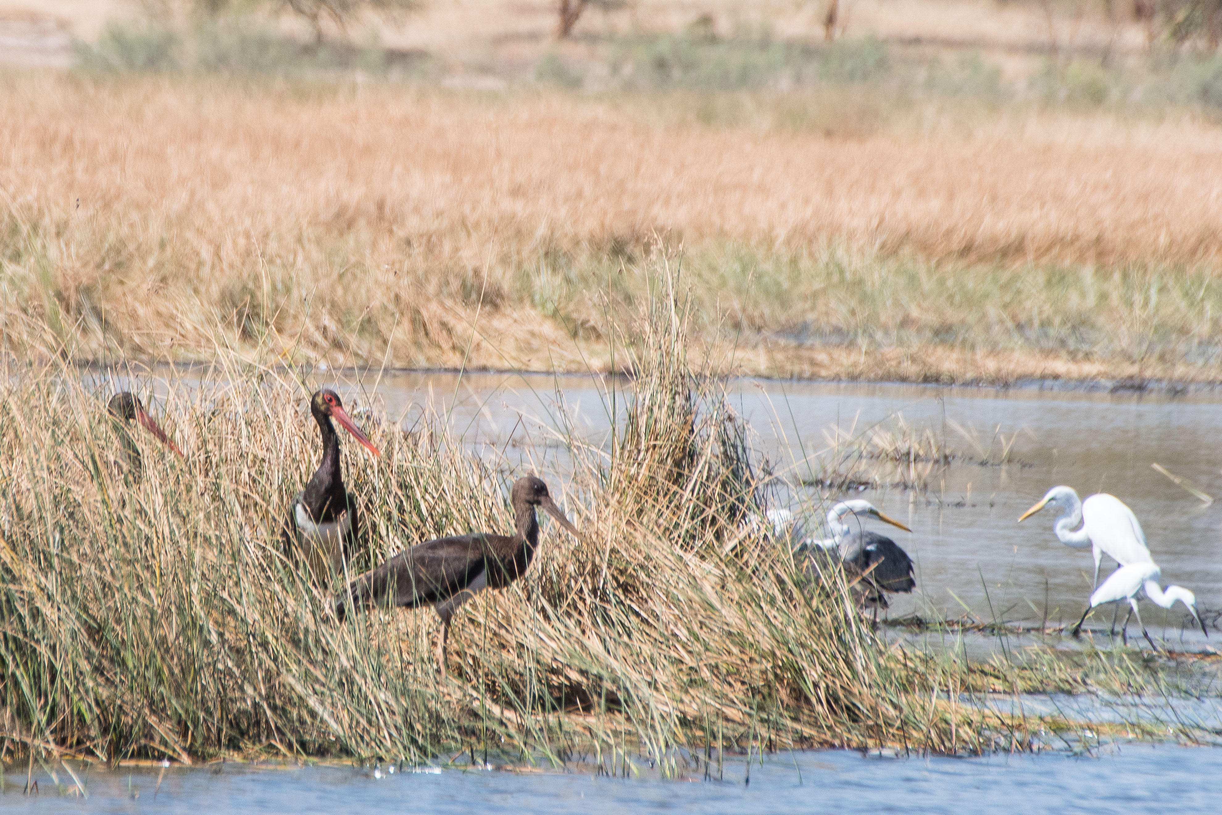 Cigognes noires (Black storks, Ciconia nigra), 2 adultes et un juvénile, marigot de Koutal, région de Kaolack, Sénégal. 